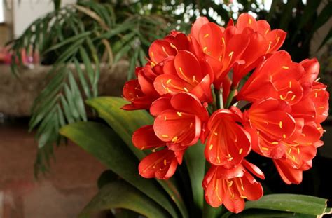 Живые талисманы для знаков Зодиака