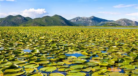 Lake Skadar National Park