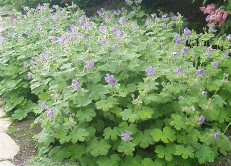 Г - Мастер садов