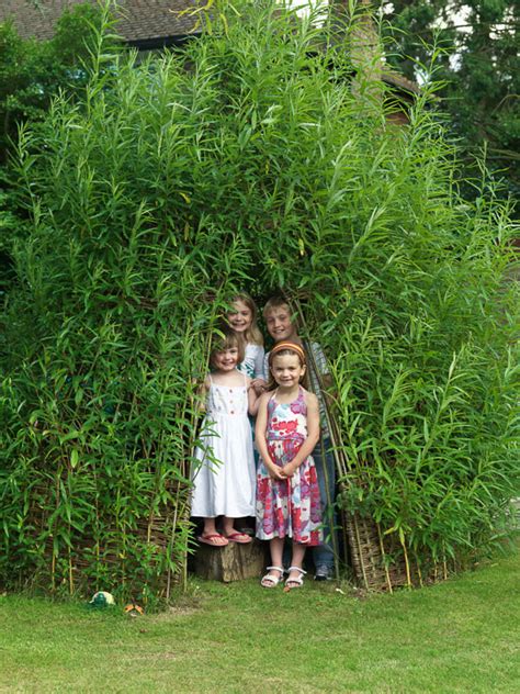 Living Willow Structures