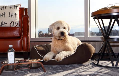 Three Dog-Friendly Hotels In The U.S.A. | Five Star Alliance