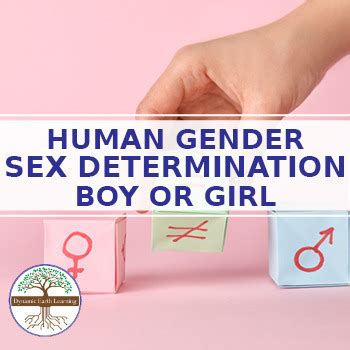 Sex Determination Of Baby Reproduction Science Worksheet Google PDF Print