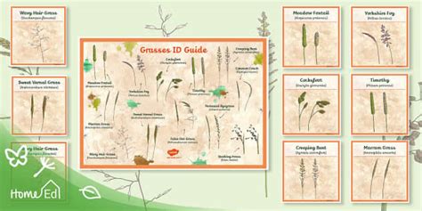 Grasses Id Guide Professor Feito Twinkl