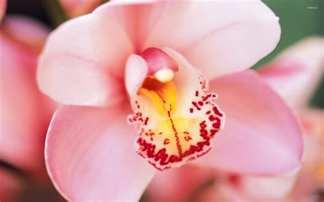 Pink orchid wallpaper - Flower wallpapers - #6118