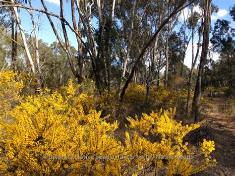 Diversity Native Seeds Blog Archive Acacia Lineata Streaked Wattle