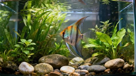 freshwater fish aquarium stock  images  backgrounds