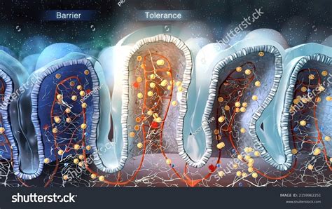 Lymphocyte Type White Blood Cell Immune Stock Illustration 2159962251 ...