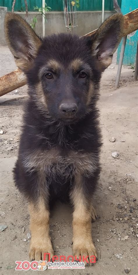 Продам щенков. на зоорынке