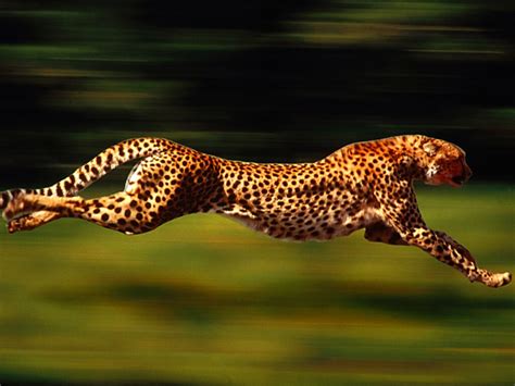 Cheetahs-cheetah - 4395 - The Wondrous Pics