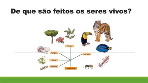Os Seres Vivos São Formados Por