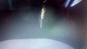 Novias de ébano chupan follan XVIDEOS