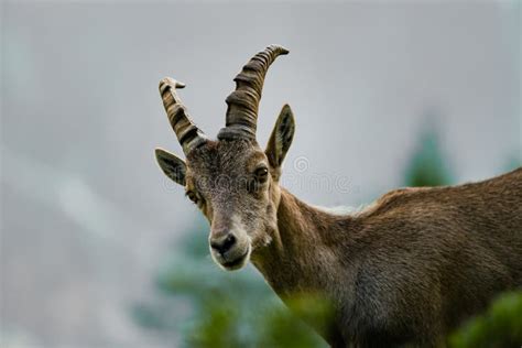 Alpine Ibex Portrait in High Mountains, Wild Goat in Natural Life Stock ...