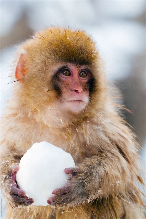 popular animal of japan 3