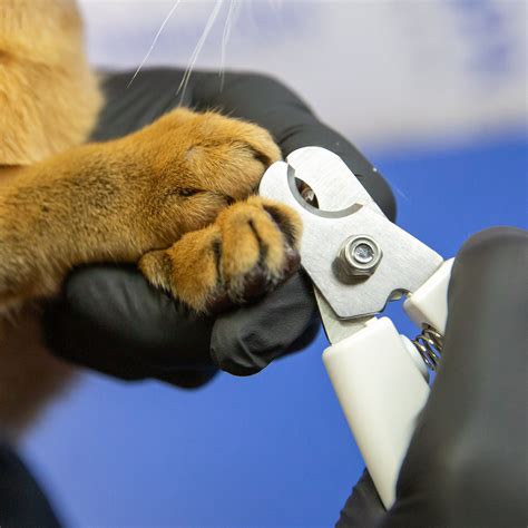 Как мыть кошку правильно: советы и особенности купания кошек