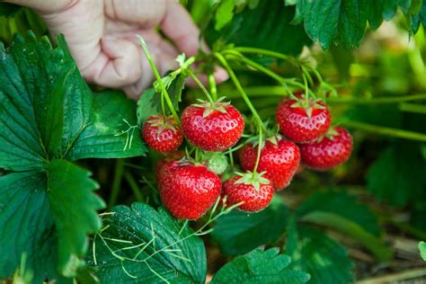 Какой сорт клубники посоветуете? Описание сортов клубники