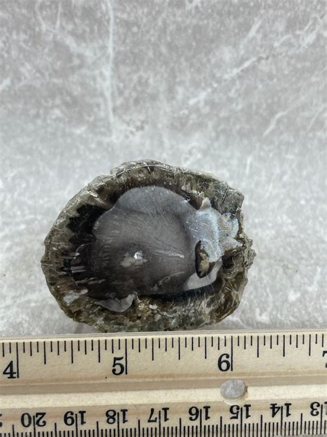 Petrified Wood