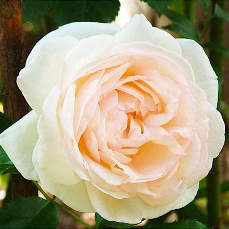 Роза Пале Рояль Фото И Описание – Telegraph