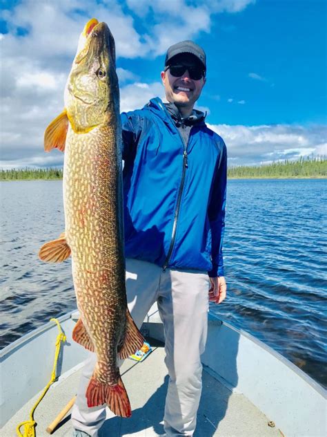Images Of Northern Pike Fish Think You Understand Pike And Their