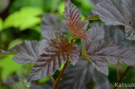 Physocarpus Opulifolius Midnight Jonight