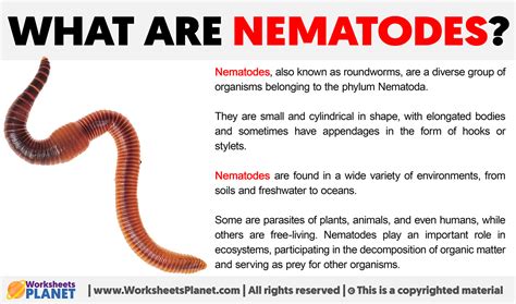 What are Nematodes?