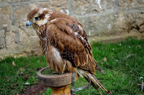 Hawk Raptor Bird · Free photo on Pixabay