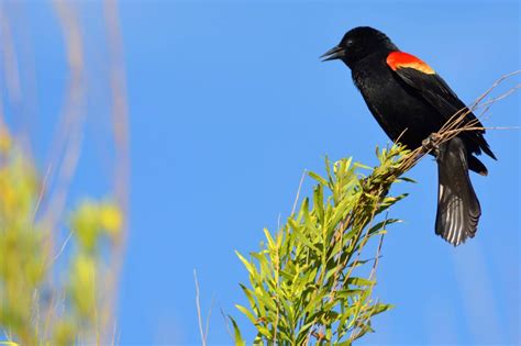 Best Red Winged Blackbird Images On Pholder Birdpics Birding And