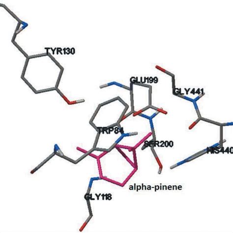 Schematic Representation Of The Main Interaction Of α Pinene With Ache