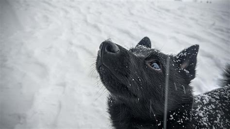 Dog Breeds Similar To Schipperke