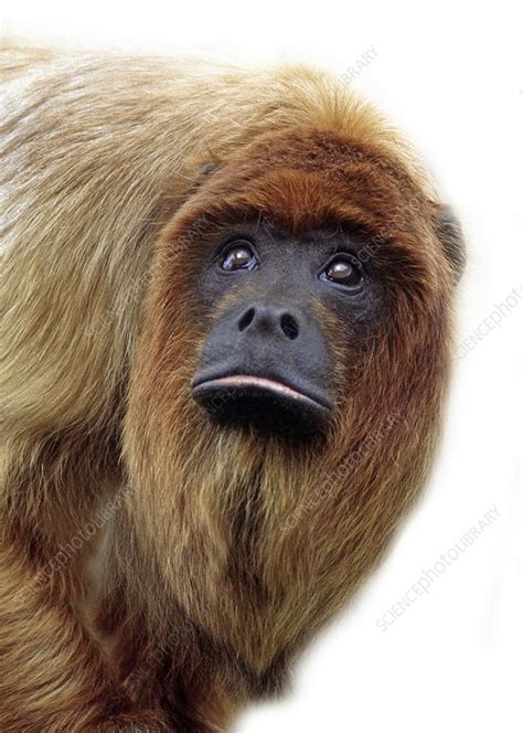 Red Howler Monkey Stock Image C0112034 Science Photo Library