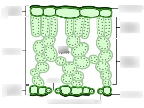 Gas Exchange In Plants Diagram Quizlet