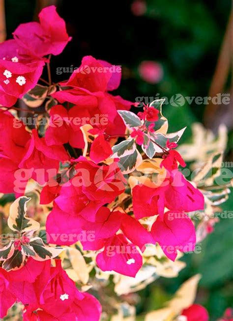 Bougainvillea glabra Variegata - Buganvilla, Santa Rita