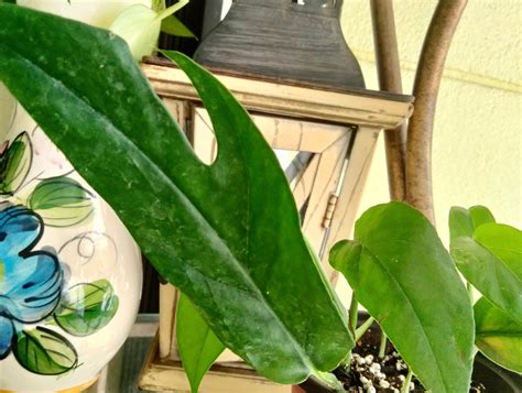 Pothos Baltic Blue epipremnum Pinnatum - Etsy