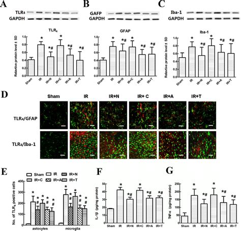 Effects Of Changes In Spinal Cxcl Cxcr Expression On Glial Tlr And