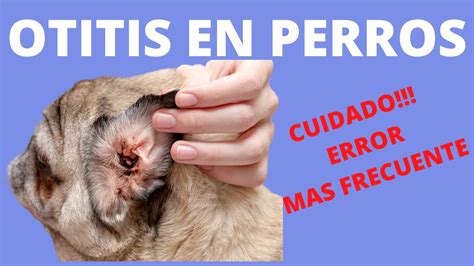 Otitis En Perros Problemas En El Oido S Ntomas Causas Y Prevenci N