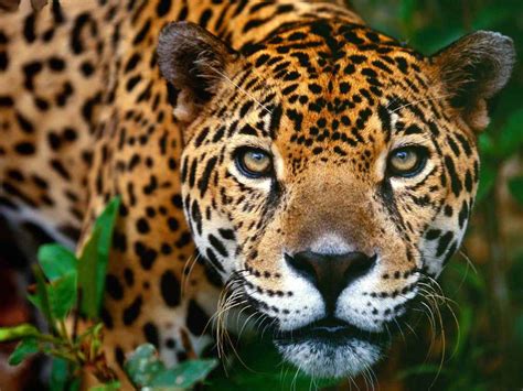 Animais Do Mato Grosso - O PANTANAL DO MATO GROSSO: Animais ameaçados em extinção no Pantanal