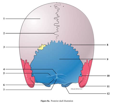 Posterior Skull Illustration Diagram Quizlet