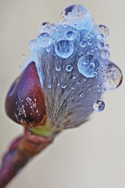 East Gwillimbury Cameragirl Pussy Willows Macro Monday