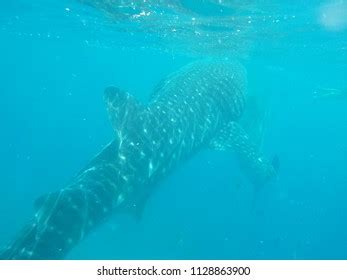 Encounter Whale Sharks Oslob Cebu Philippines Stock Photo 1128863900 | Shutterstock