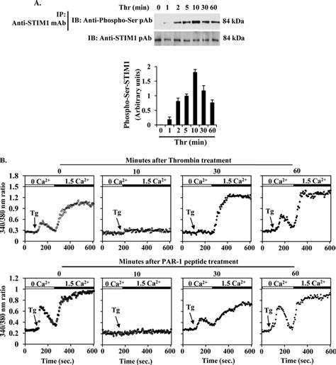 STIM1 Phosphorylation Inhibits SOCE In Endothelial Cells A