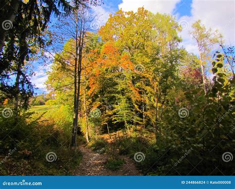 Colorful View Of The Path Leading Through A Temperate Deciduous Forest