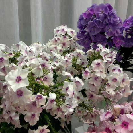 Флокс метельчатый Белый Платочек (Phlox paniculata Bely Platochek ...