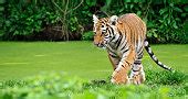 picture stripes tiger safari nature wild wildlife animal grass