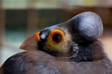 Maleo Burung Langka Endemik Sulawesi Dan Fakta Uniknya Faunadanflora