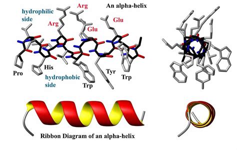 Protein Structure Encyclopedia Article Citizendium