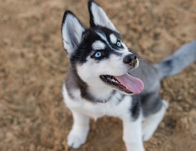 Le husky sibérien : un pionnier du Nord