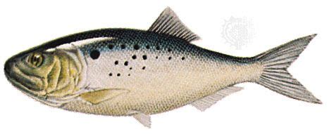 Menhaden | Oily Fish, Omega-3 & Baitfish | Britannica