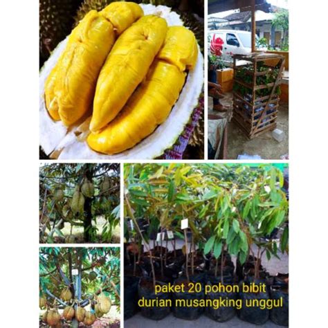 Jual Paket Bibit Unggul Durian Musang King Super Musangking Kaki