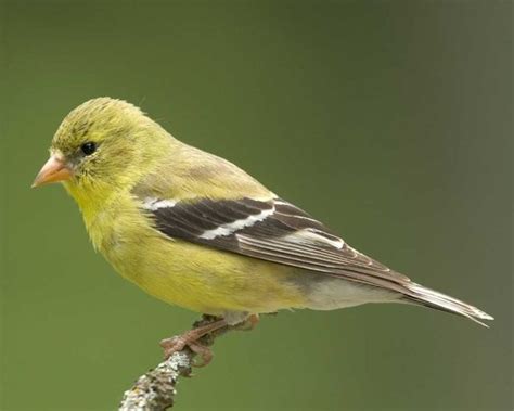 American Goldfinch | Yellow finch, Goldfinch, Backyard birds