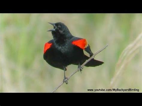 Red Winged Blackbird Song And Territorial Display YouTube Red Wing