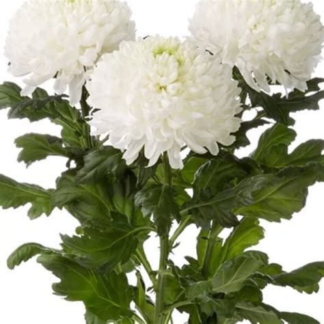 Хризантема кустовая Балтика белая – iris